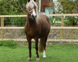 broodmare Wasserrose (Lehmkuhlen Pony, 1996, from Exzellenz)