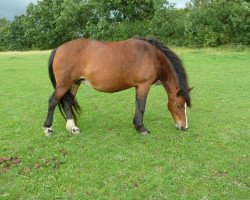 broodmare Maiblume II (Lehmkuhlen Pony, 1994, from Eulenspiegel)