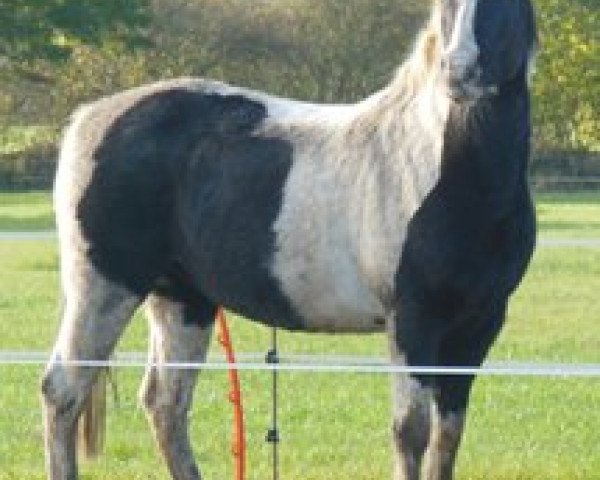 Zuchtstute Stella IV (Lehmkuhlener Pony, 1993, von Bastian)