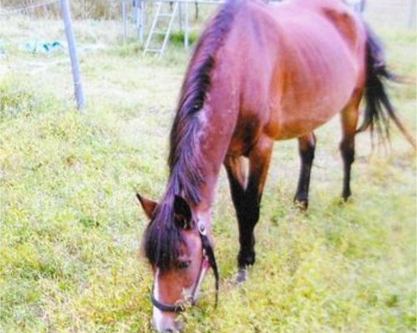 broodmare Brunhilde II (Lehmkuhlen Pony, 1993, from Wiera's Rong)