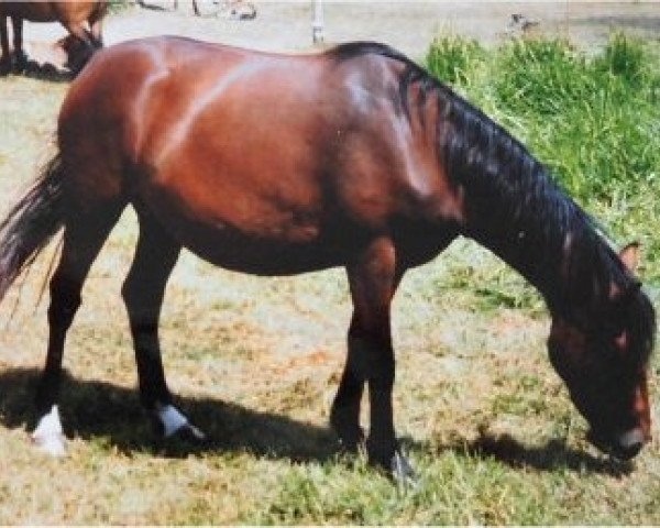 Zuchtstute Baroness I (Lehmkuhlener Pony, 1989, von Schönbrunn Authari)