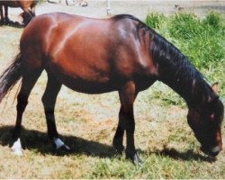 Zuchtstute Baroness I (Lehmkuhlener Pony, 1989, von Schönbrunn Authari)