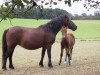 broodmare Gräfin Ia (Lehmkuhlen Pony, 1989, from Croy)