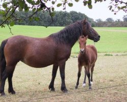 Zuchtstute Gräfin Ia (Lehmkuhlener Pony, 1989, von Croy)