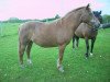 Zuchtstute Waldfee Ia (Lehmkuhlener Pony, 1988, von Schönbrunn Authari)