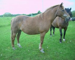 Zuchtstute Waldfee Ia (Lehmkuhlener Pony, 1988, von Schönbrunn Authari)