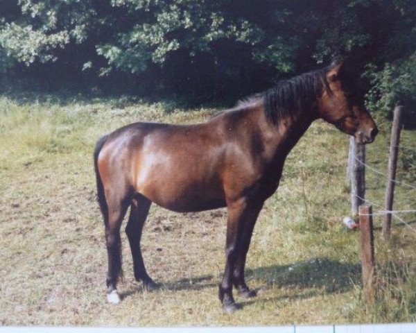 broodmare Stella III (Lehmkuhlen Pony, 1982, from Eulenspiegel)