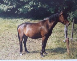 Zuchtstute Stella III (Lehmkuhlener Pony, 1982, von Eulenspiegel)