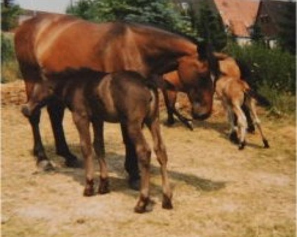 Zuchtstute Hilde I (Polnisches Warmblut, 1977)