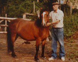 Zuchtstute Maiblume I (Lehmkuhlener Pony, 1972, von Pedro II)