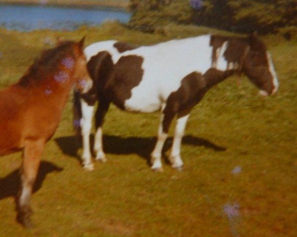 Zuchtstute Pechnelke (Lehmkuhlener Pony, 1967, von Sirius I)