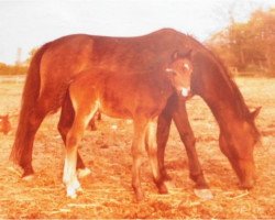 Zuchtstute Bambiene (Lehmkuhlener Pony, 1965, von Jonas I)