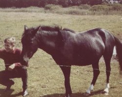 Zuchtstute Gesine I (Lehmkuhlener Pony, 1961, von Pascha I)