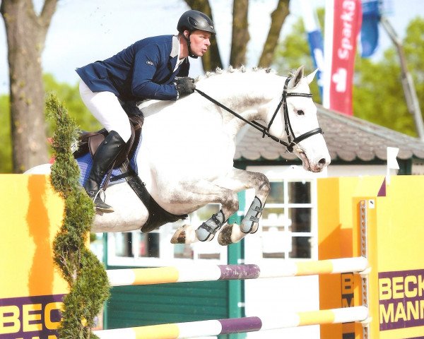 jumper Caluscha (Luxembourg horse, 2008, from Calvados)