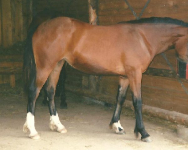 Zuchtstute Vayu Caya (Welsh, 1996, von Unicorn Lancelot)