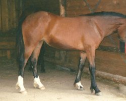 broodmare Vayu Caya (Welsh, 1996, from Unicorn Lancelot)