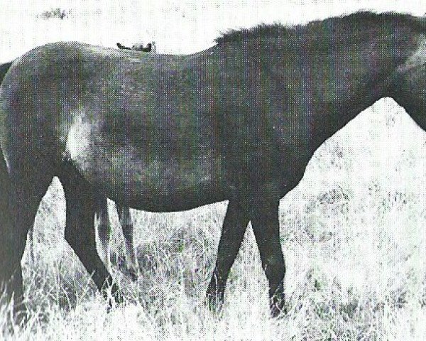 Zuchtstute Feline I (Lehmkuhlener Pony, 1953)