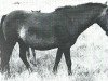 Zuchtstute Feline I (Lehmkuhlener Pony, 1953)