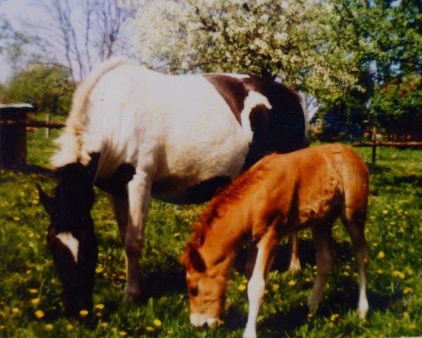 Zuchtstute Saba I (Lehmkuhlener Pony, 1953, von Massay)