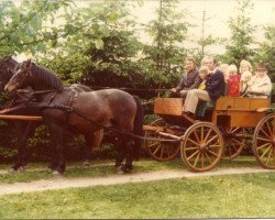 broodmare Kecke (Lehmkuhlen Pony, 1950, from Pedro I)