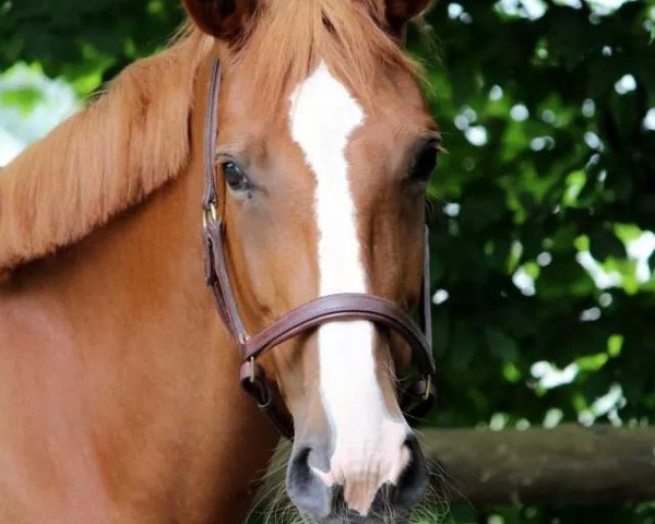 broodmare Dana LH (Hanoverian, 2009, from Don Henrico)