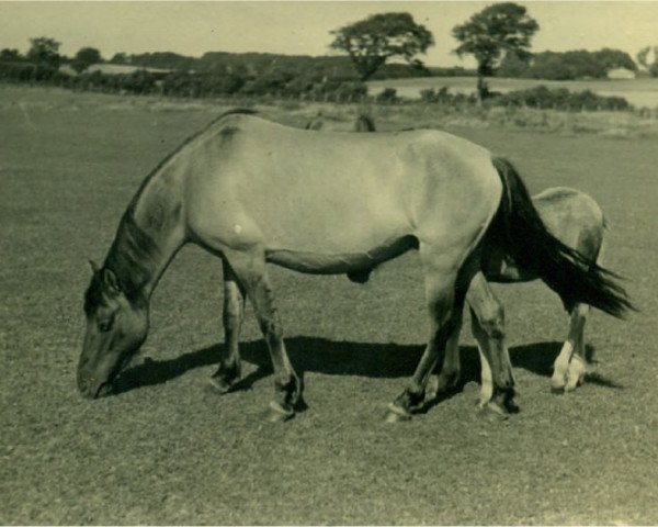 Zuchtstute Nixe I (Lehmkuhlener Pony, 1939, von Magnus)