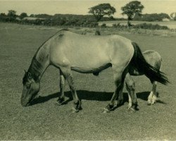 broodmare Nixe I (Lehmkuhlen Pony, 1939, from Magnus)