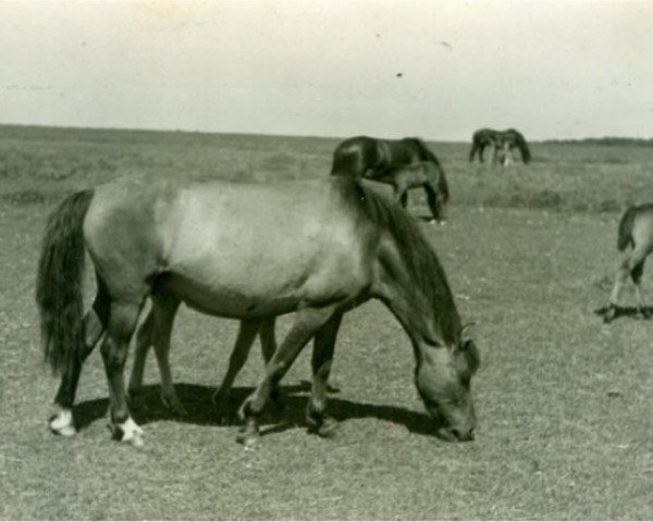 Zuchtstute Mausi I (Lehmkuhlener Pony, 1938, von Magnus)
