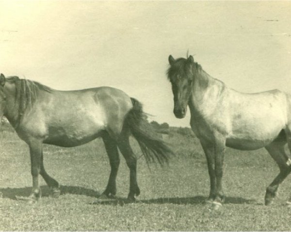 Zuchtstute Monika I (Lehmkuhlener Pony, 1938, von Magnus)