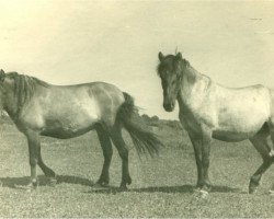 broodmare Monika I (Lehmkuhlen Pony, 1938, from Magnus)