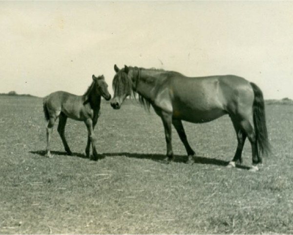 Zuchtstute Lore I (Lehmkuhlener Pony, 1937, von Favorito)