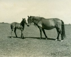 broodmare Lore I (Lehmkuhlen Pony, 1937, from Favorito)