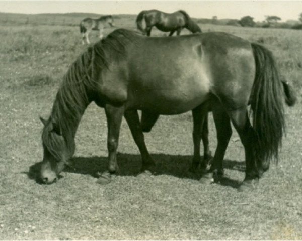 Zuchtstute Kamilla (Lehmkuhlener Pony, 1936, von Favorito)