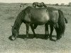 Zuchtstute Kamilla (Lehmkuhlener Pony, 1936, von Favorito)