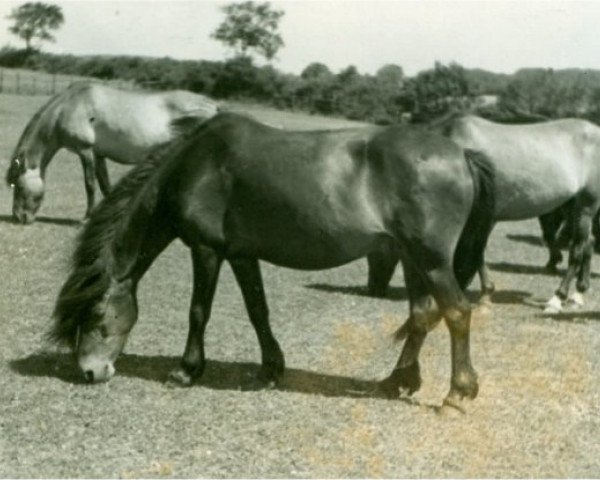 Zuchtstute Klaudia (Lehmkuhlener Pony, 1936, von Favorito)