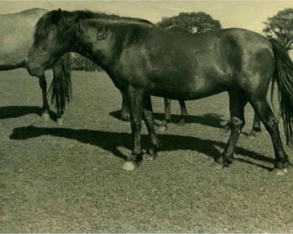 broodmare Hildegund (Lehmkuhlen Pony, 1934, from Favorito)