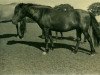 broodmare Hildegund (Lehmkuhlen Pony, 1934, from Favorito)
