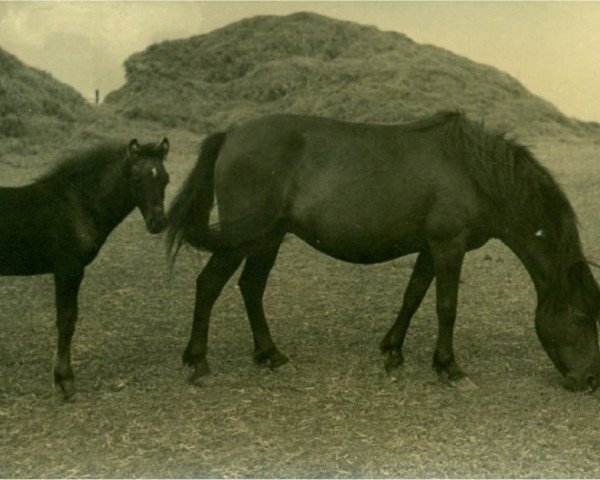 broodmare Helga I (Lehmkuhlen Pony, 1934, from Favorito)