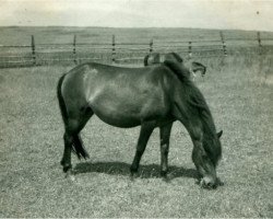 Zuchtstute Frigga I (Lehmkuhlener Pony, 1932, von Favorito)