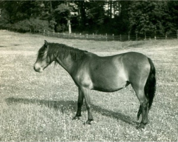 broodmare Falada (Lehmkuhlen Pony, 1932, from Favorito)