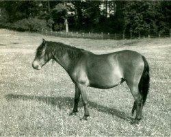 Zuchtstute Falada (Lehmkuhlener Pony, 1932, von Favorito)