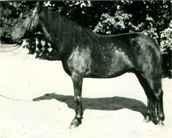Zuchtstute Doria I (Lehmkuhlener Pony, 1930, von Marquis Ito)