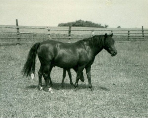 broodmare Ceres I (Lehmkuhlen Pony, 1929, from Marquis Ito)