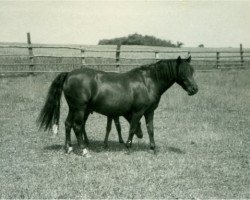 Zuchtstute Ceres I (Lehmkuhlener Pony, 1929, von Marquis Ito)