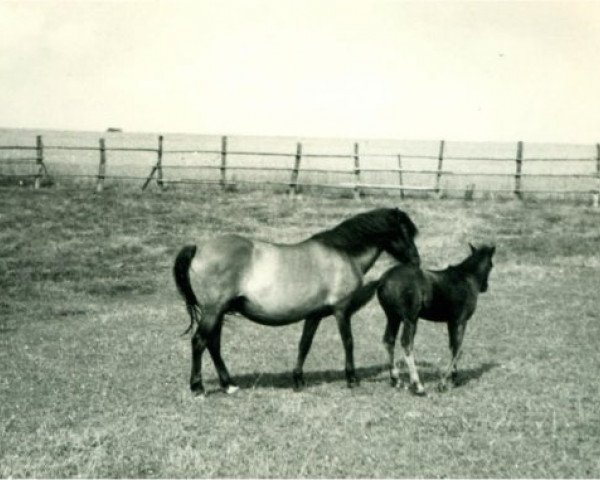 Zuchtstute Circe (Lehmkuhlener Pony, 1929, von Marquis Ito)