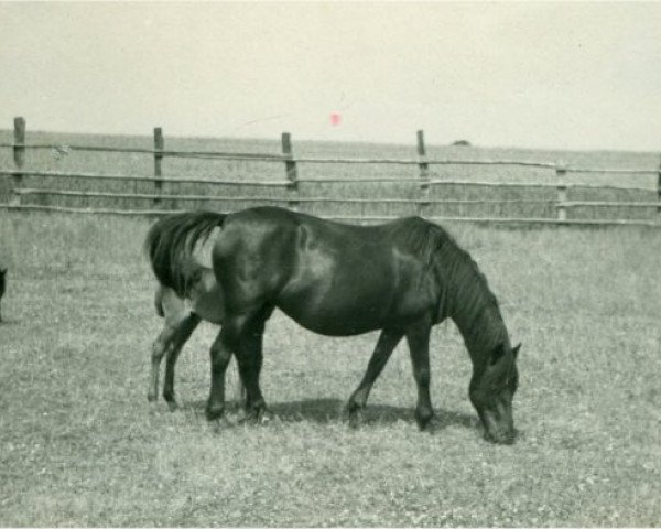 broodmare Brunhild (Lehmkuhlen Pony, 1928, from Marquis Ito)