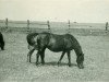 Zuchtstute Brunhild (Lehmkuhlener Pony, 1928, von Marquis Ito)