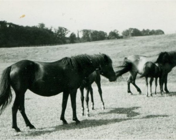 Zuchtstute Morle (Lehmkuhlener Pony, 1927, von Marquis Ito)