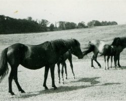 broodmare Morle (Lehmkuhlen Pony, 1927, from Marquis Ito)