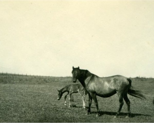 Zuchtstute Mousie (Lehmkuhlener Pony, 1926, von Marquis Ito)